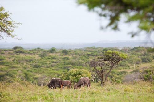 Hostal Zululand Tree Lodge