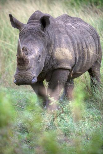 Hostal Zululand Tree Lodge