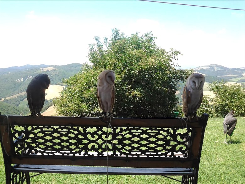 Bed & Breakfast Girfalco Country House