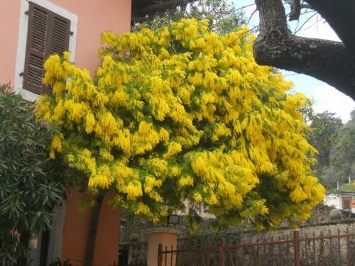 Hotel Albergo Giardino