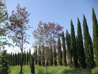 Agroturismo Tenuta Le Colonie