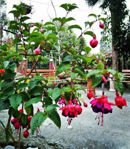 Hostal Shikher Guest House