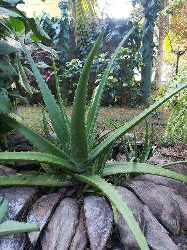 Grand Traverse Homestay