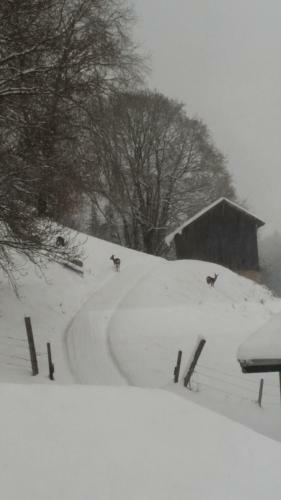 Bed & Breakfast Tivoli Chalet