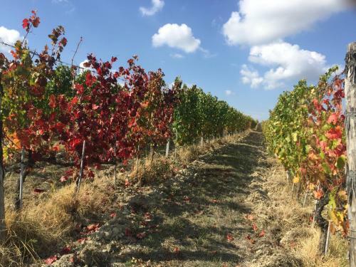 Bed & Breakfast Cascina Valtignosa Camere Con Vigna