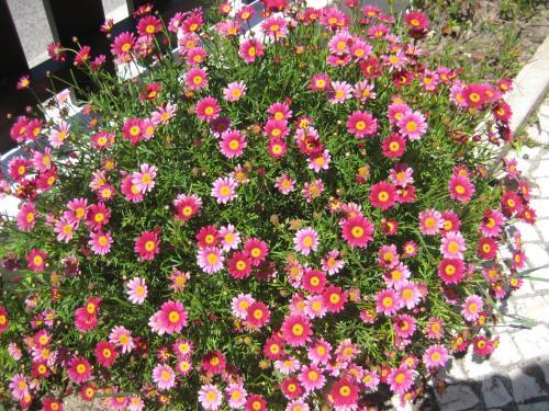 P�tio Mateus