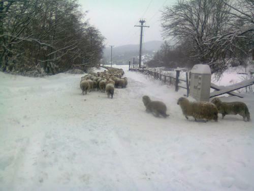 Villa Farmhouse Rosehip Romania Brasov