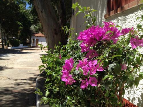 Camping B&B Gioiosa