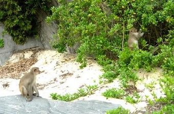 Hotel Monkey Island Resort Cat Ba