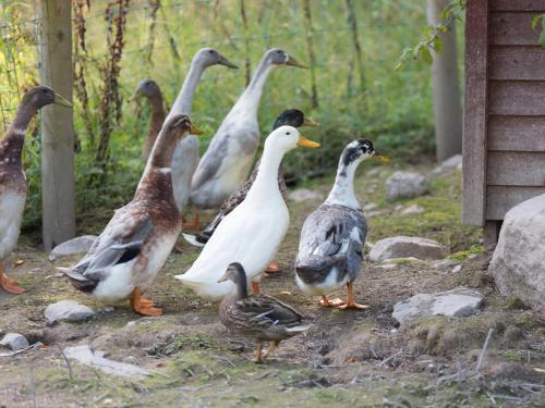 Agroturismo Lovelund Farm House