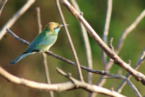 Posada Birds Paradise Inn
