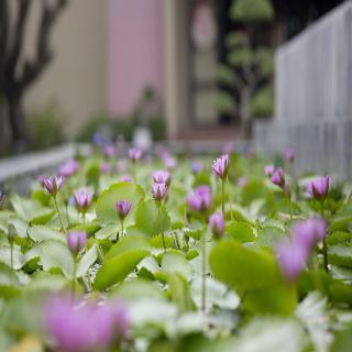 Hoi An Hotel