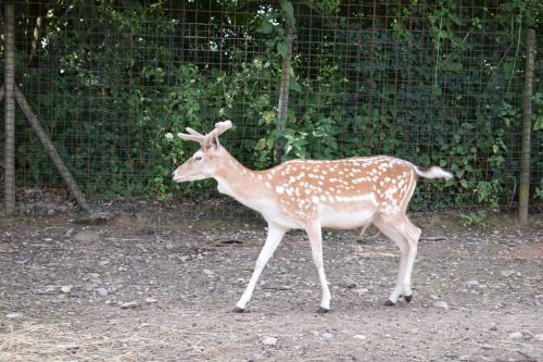 Agroturismo Agriturismo C� Del Lupo