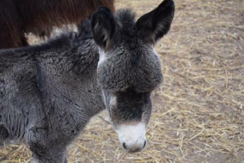 Agroturismo Agriturismo C� Del Lupo