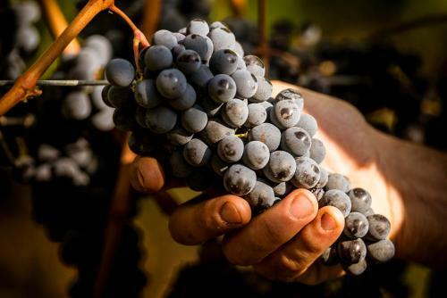 Agroturismo Tenuta Di Montalto