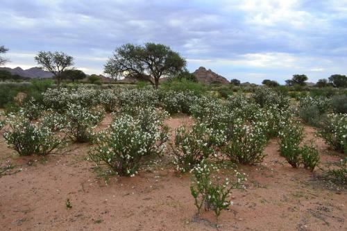 Agroturismo Savanna Guest Farm