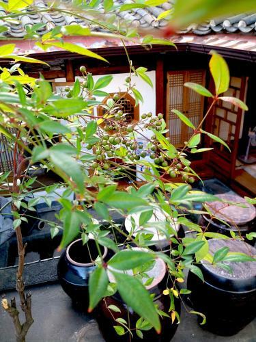 Hostal Vine Hanok Guesthouse