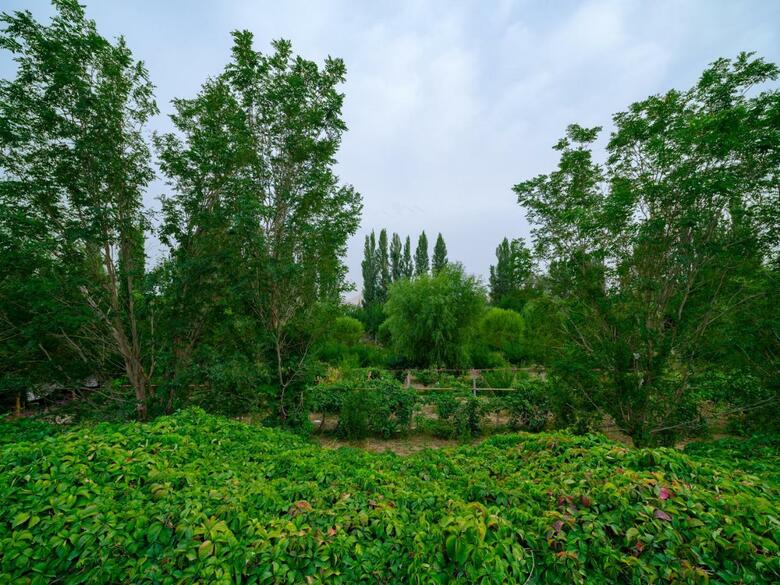 Agroturismo Dunhuang Hu Yang Inn