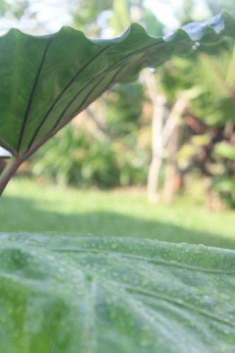 Hostal Ujung Ubud Guesthouse