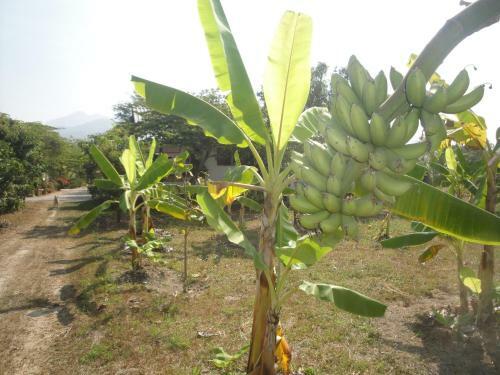 Agroturismo Suan Pin Houses