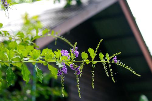 Hotel Khao Sok Morning Mist Resort