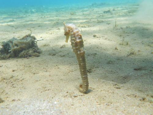 Hotel Arab Divers