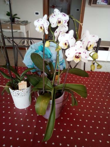 Bed & Breakfast L'orchidea Di Ale