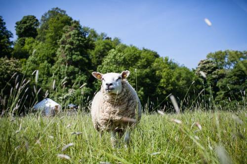 Rock Farm Slane - Glamping