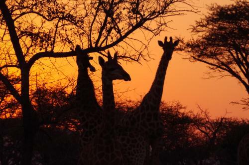 Frans Indongo Lodge