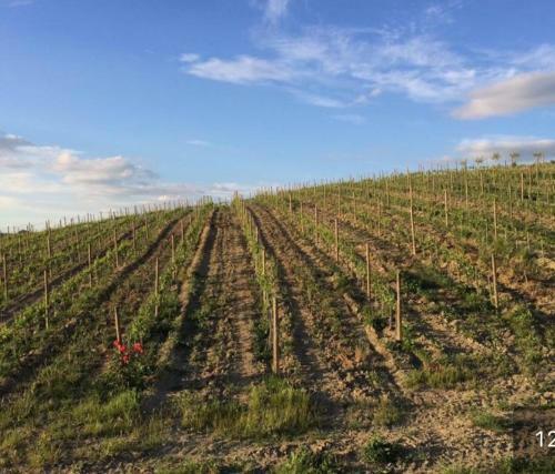 Hotel Cordella In Montalcino Wine Resort