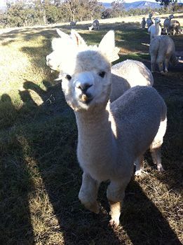 Agroturismo Starline Alpacas Farmstay Resort
