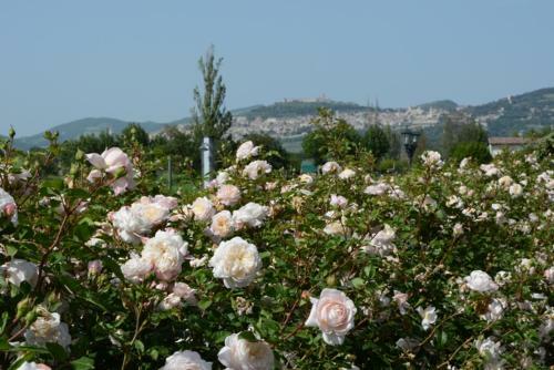 Bed & Breakfast Il Fienile Di Assisi