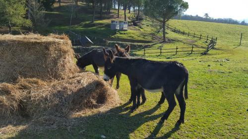 Agroturismo Agriturismo Podere Montese
