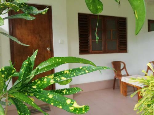 Bed & Breakfast Palm Garden Guest House