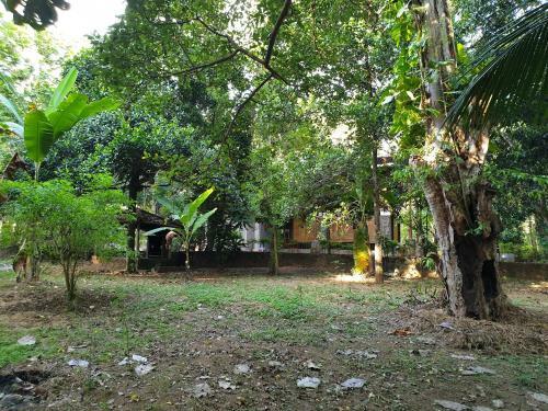 Jungle House