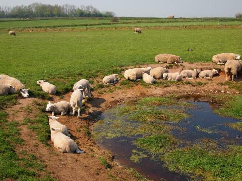 Bed & Breakfast Thuis Op Texel