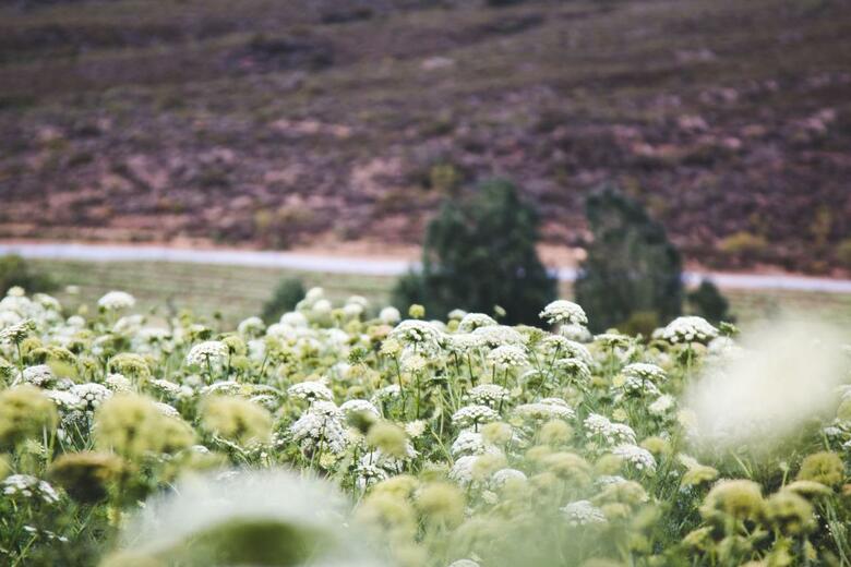Agroturismo Blue Cow Barn - Boutique Farm