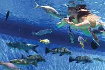 Hotel Guy Harvey Outpost - A Tradewinds Beach Resort