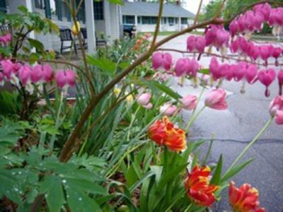 White Trellis Motel
