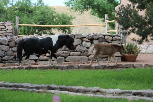 Hotel Cibolo Creek Ranch