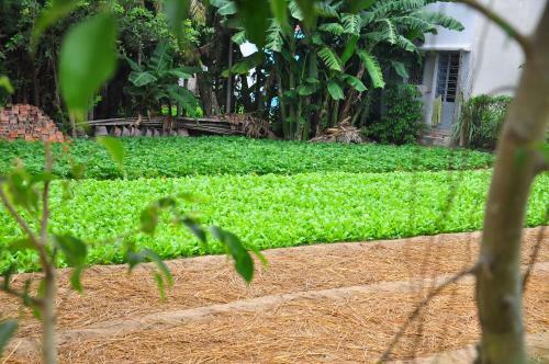 Petunia Garden Homestay And Hostel