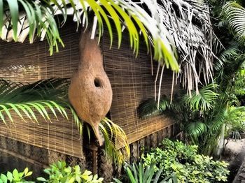 Hotel The Palm Trees Resort