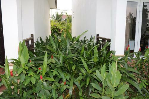 Green Areca Villa