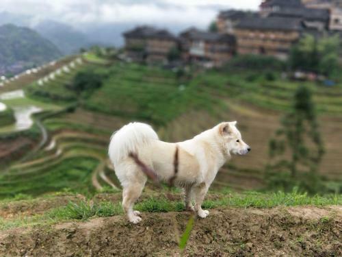 Longsheng Dazhai Jinkeng International Youth Hostel