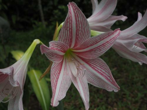 Agroturismo The Secret Garden Goa