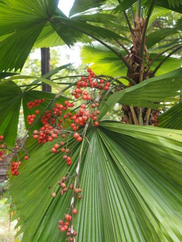 Agroturismo The Secret Garden Goa