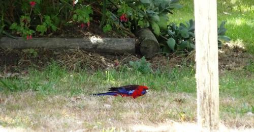 Cobden Crest Cottages