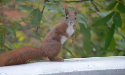 Apartamento Ferienwohnung Villa Am Stadtpark