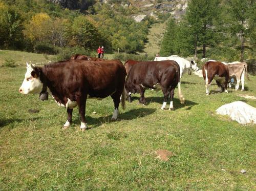 B&B Monte Giove Formazza