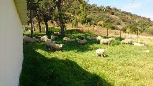 Agroturismo Springwater Cottages